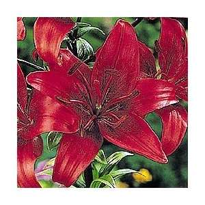  Monte Negro Lily One Cent Sale