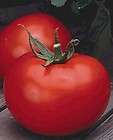 Better Boy Tomato 4 Plants   One of the Best   ORDER NOW