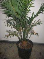 MADAGASCAR SAGO / CYCAS THOUARSII   CYCAD   LRG. 2 GAL.  