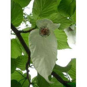 Tropica   Taschentuchbaum (Davidia involucrata )   1 Samen  