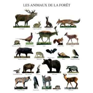 Tiere   Tiere des Waldes Poster Kunstdruck (50 x 40cm)  