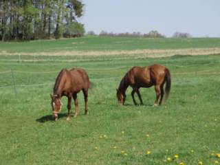 Quarter Horses abzugeben in Bayern   Wiesenfelden  Pferde & Zubehör 