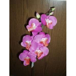   Orchidee Phalaenopsis lila 5 Stück  Küche & Haushalt