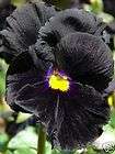 Viola Bowles Black 25 seeds