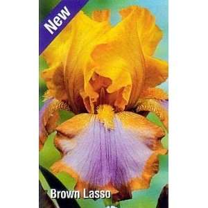  Brown Lasso Bearded German Iris 3 Rhizomes Patio, Lawn & Garden