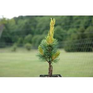     Japanese White Pine Tree   Pot Size 4 Patio, Lawn & Garden