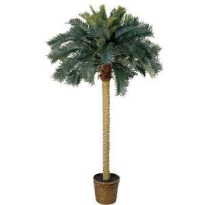  6 Sago Silk Palm Tree