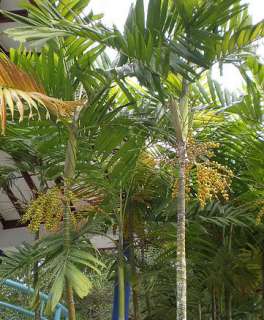   attractive Macarthur Palm is most often seen 10 to 15 feet in height