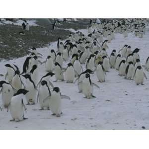  A Group of Adelie Penguins Walking Along a Snowy Path 