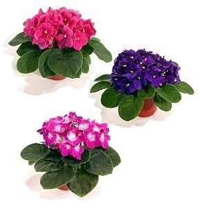  3 Hirts African Violets 4 pots  In Bloom Great Gift 