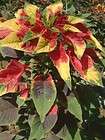amaranthus tricolor  