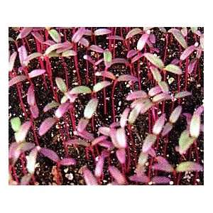  Garnet Red Amaranth Sprouting Seeds   10 grams Patio 