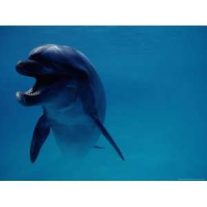 A Bottlenose Dolphin Swims in the Aquarium at Sea Life 
