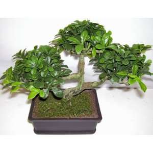  9 Boxwood Bonsai Topiary