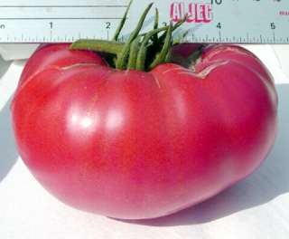 Tiffen Mennonite Tomato 4 Plants   Heirloom   Large/Pink  