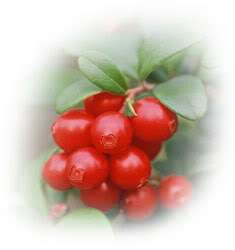 Biokia Wild Lingonberry powder Finland. Nordic superfruit High 
