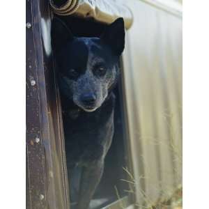 Blue Heeler Cattle Dog Peers out of the Window of a Truck Stretched 