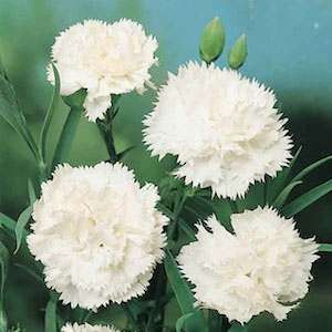 NEW 30+PURE WHITE CARNATION FLOWER SEEDS / PERENNIAL  