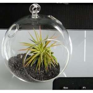  Fathers Day Gift Air Plant Tillandsia Bromeliads Kit 