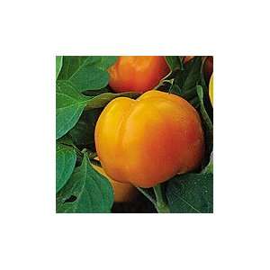   Tangerine Pimiento Sweet Pepper   50 Seeds Patio, Lawn & Garden