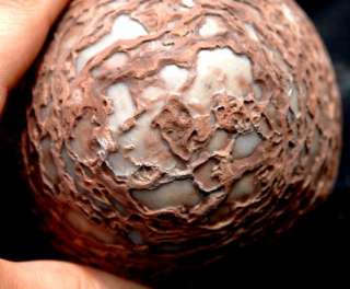 1637 Mystery 4.5# Egg Dinosaur Fossil Replica LARGE 5  
