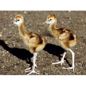  Two Week Old Crowned Crane Chicks at London Zoo, September 