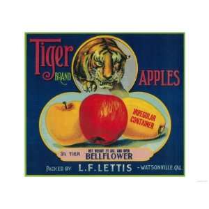  Tiger Apple Crate Label   Watsonville, CA Premium Poster 