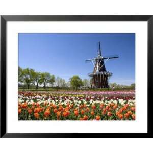 Park with Tulips in Bloom at Holland, Windmill Island, Michigan, USA 