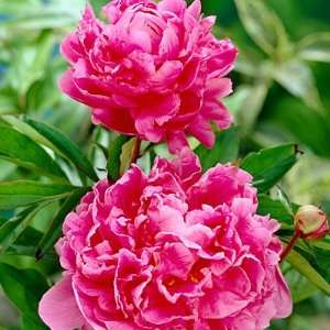  Peony Alexander Fleming Patio, Lawn & Garden