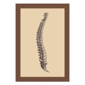  Backbone by Andreas Vesalius, 18x24