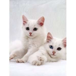  Domestic Cat, White Semi Longhair Turkish Angora Kittens 