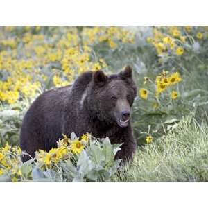  Young Grizzly Bear, Among Arrowleaf Balsam Root, Animals 
