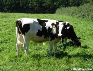 Dairy Farm Got Milk Production cd Cows 30 Books Cattle  