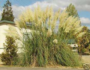 WHITE PAMPAS GRASS 100 SEED   