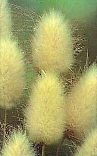 Bunny Tails Ornamental Grass   20 Seeds, 250 mg  