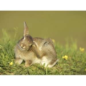  Rabbit, Youngster Scratching Ear with Foot, Scotland 