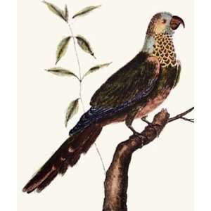  Exotic Bird   Perruche Gorge Etching Martinet, Animals 