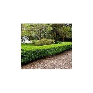  Boxwood Winter Gem Japanese One Gallon Explore similar 