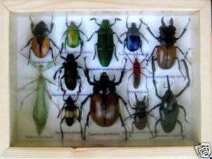 12 Insects * Collection *Taxidermy*Beetle*Phyllium* #13  