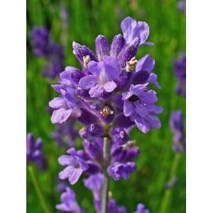  English Lavender Hidcote Potted Plant perfect Windowsill 