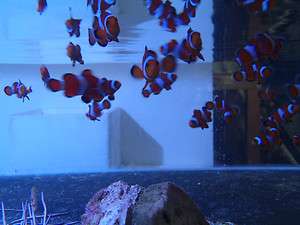 Live coral fish Fancy Clownfish Ocellaris Tank Raised Pair  