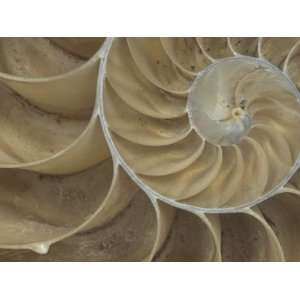  Details of a Sectioned Chambered Nautilus Shell (Nautilus 