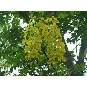 Cassia fistula   Exotic Golden Shower Tree 100 seeds 