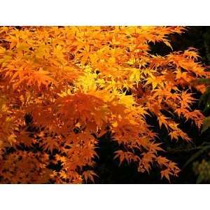  Japanese Maple 4   Year Seedling Patio, Lawn & Garden