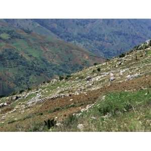 People Working in Steep Mountain Fields, at 2000M, Haiti, West Indies 