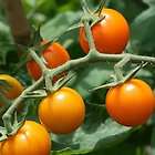 25 Sun Gold Tomato Seeds Sungold Seeds