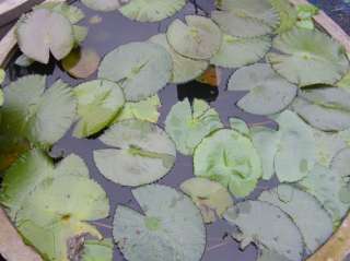 10 Tubers/Red Water Lily/Nympheae/Lotus Pond Plant  