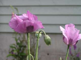 Papaver Tasmanian Poppy Purple Mix   2000+ Seeds  