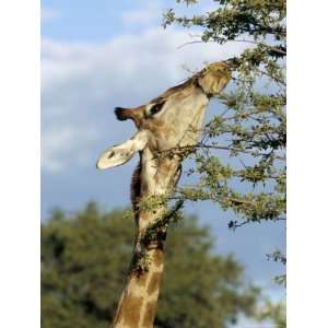  Giraffe (Giraffa Camelopardalis) Browsing, Etosha National 