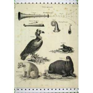   Vulture Bird Walrus White Bear Vampyre Trumpet C1811